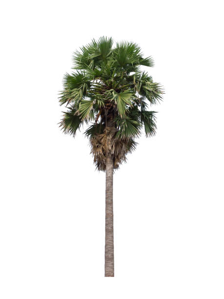 istock sugar palm on white background from Thailand 1147469254