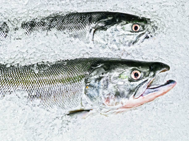 istock Close-up of two Salmon fish displayed on ice in Canada 1147469345