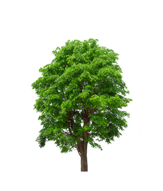 istock A beautiful tree on white background from Thailand 1147469751