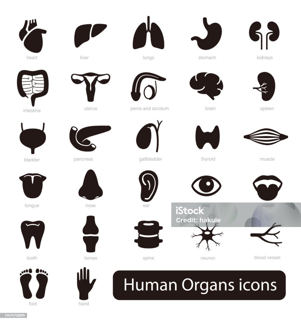 Menschliche Organs Icon-Set, Vektorillustration - Lizenzfrei Icon Vektorgrafik