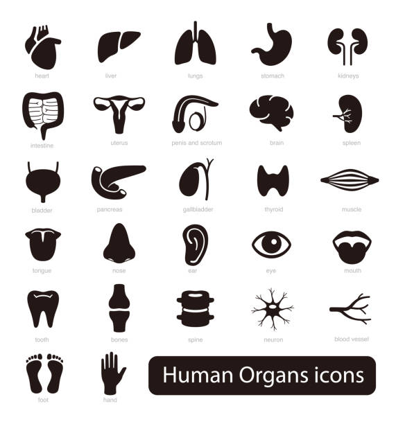 ilustraciones, imágenes clip art, dibujos animados e iconos de stock de conjunto de iconos de órganos humanos, ilustración vectorial - órganos internos