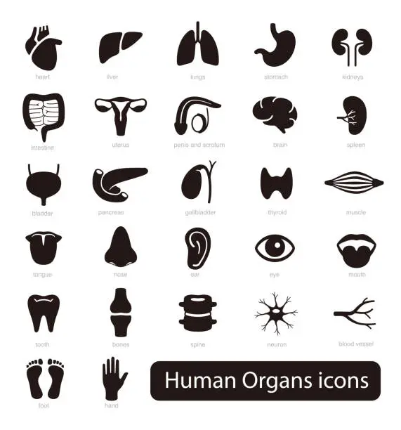 Vector illustration of Human Organs icon set, vector illustration