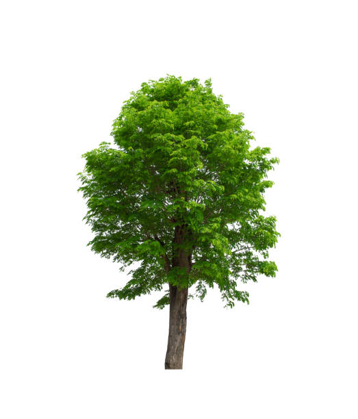istock A beautiful tree on white background from Thailand 1147471722