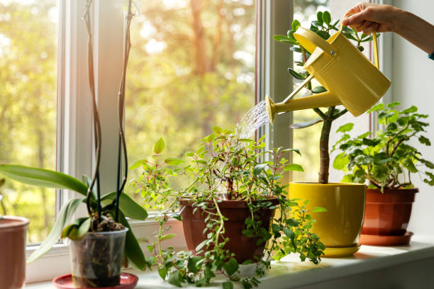 mano con acqua può annaffiare piante d'appartamento sul davanzale della finestra - flora foto e immagini stock