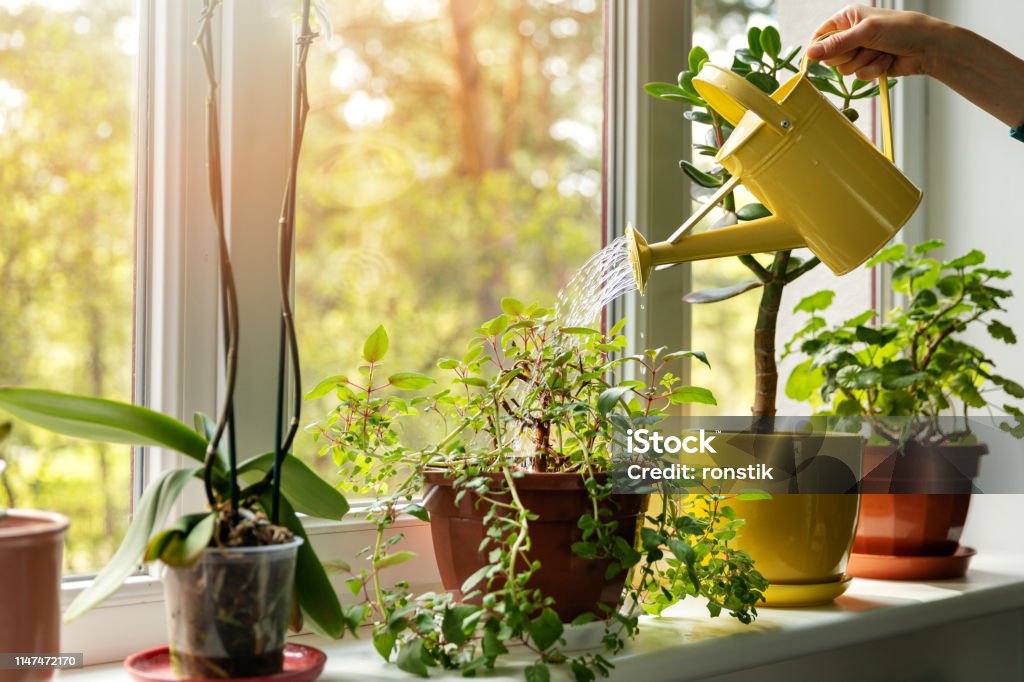 hand met water kan water geven indoor planten op Sill - Royalty-free Plant Stockfoto