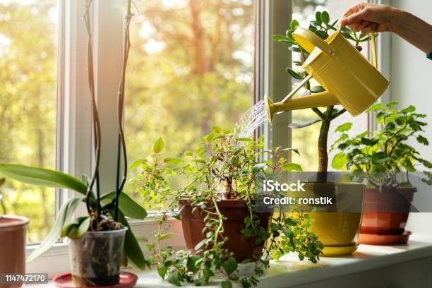 Hand Met Water Kan Water Geven Indoor Planten Op Sill Stockfoto en meer beelden van Plant