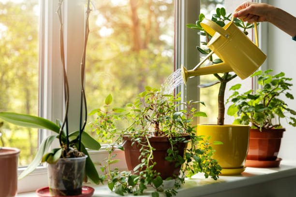 hand with water can watering indoor plants on windowsill - plant imagens e fotografias de stock