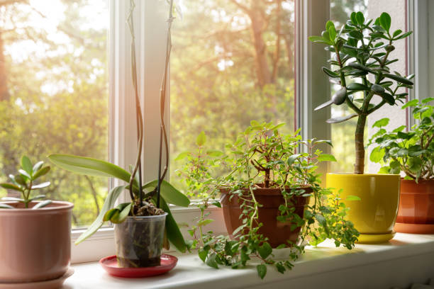 istock potted indoor plants on sunny home windowsill 1147472179