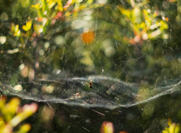 istock The spider hunts with its web on a Sunny day 1147472988