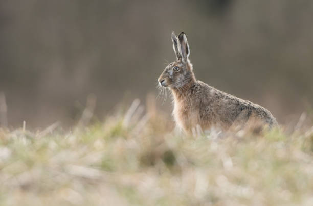 european brown hare - wouter imagens e fotografias de stock