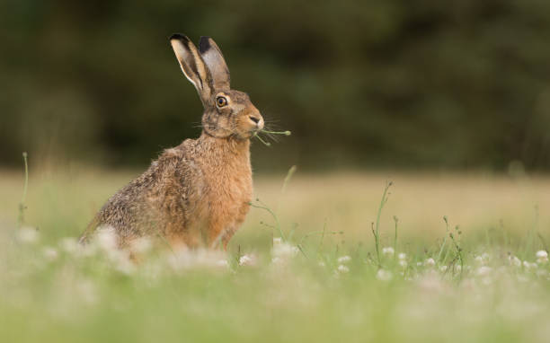 istock European Brown Hare 1147473416