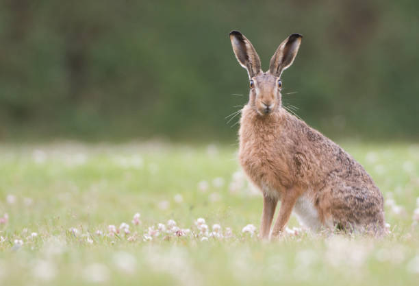 istock European Brown Hare 1147473424