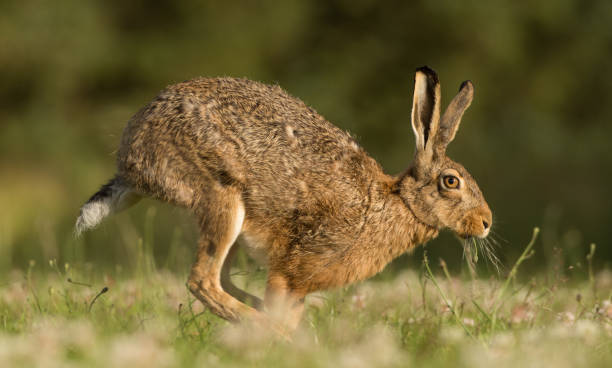 istock Running European Brown Hare 1147473426