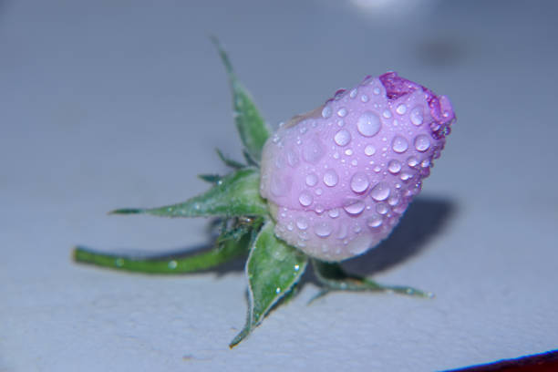 istock Pink rose with water drops on it 1147473582