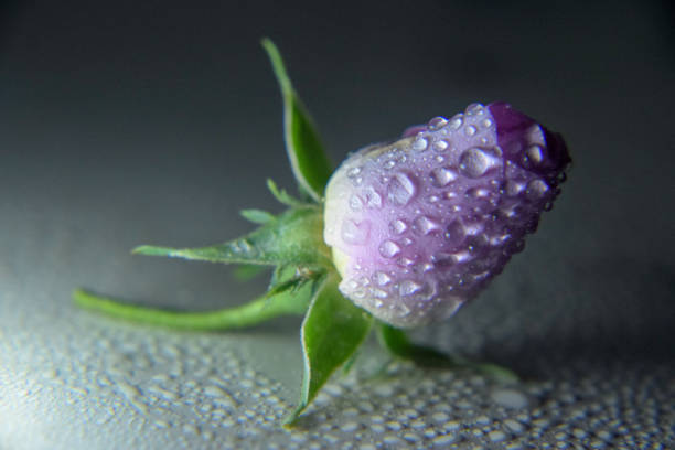 istock Pink rose with water drops on it 1147473666
