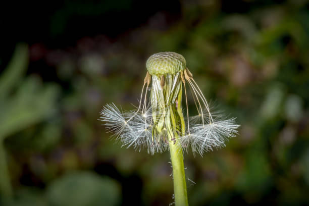 Dandelion seedhead with insects clinging on, ready to disperse its seeds in the wind