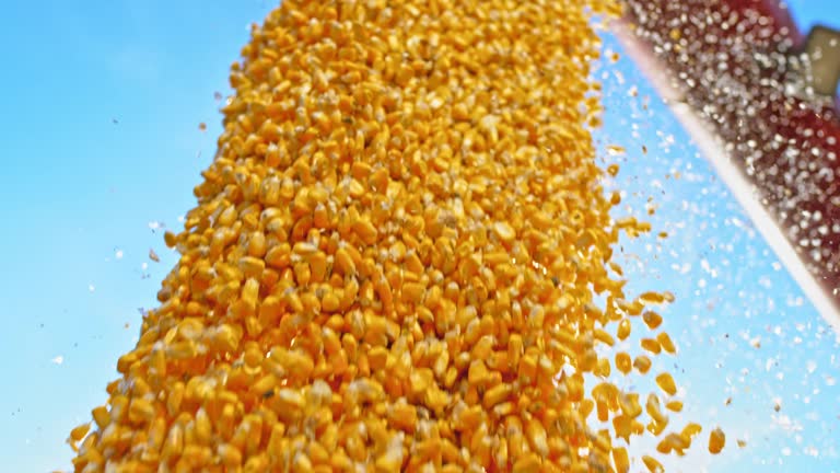 SLO MO Corn kernels falling from combine in sunshine