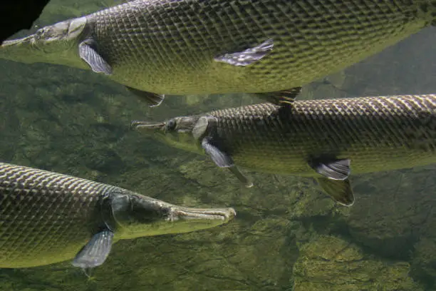 Photo of Three pejelagartos swim in the waters of an aquarium. Your Spanish name for the large freshwater gar very common in the Mexican Southeast and particularly in the state of Tabasco.