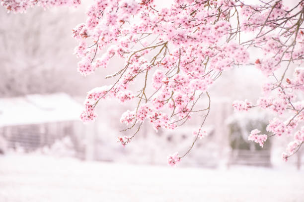 Background soft blur beautiful pink cherry blossom (Sakura) flower cover with snow at full blooming. stock photo
