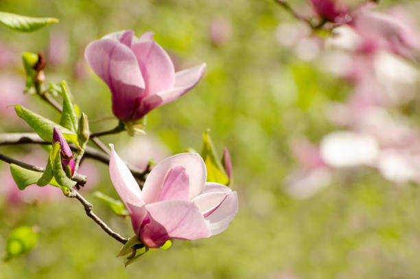 belles fleurs d’arbre de magnolia au printemps. fleur de magnolia lumineux contre le ciel bleu. décor floral romantique - spring magnolia flower sky photos et images de collection