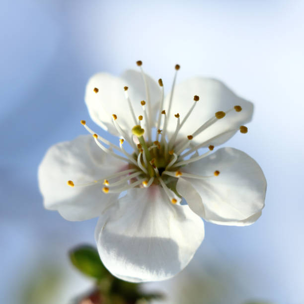 istock tender moments of spring 1147476631