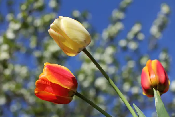 tulips on the background of blurry flowering trees in the garden