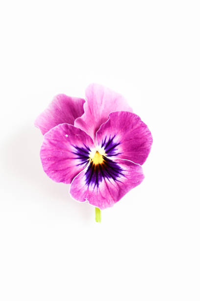Hermosa Flor Violeta De Pansy En Tricolor Blanco Amarillo Y Violeta O  Púrpura Sobre Fondo Blanco Foto de stock y más banco de imágenes de  Amarillo - Color - iStock