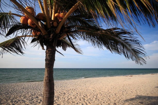 The beach of the small town of Vilanculos in Mozambique with palm trees