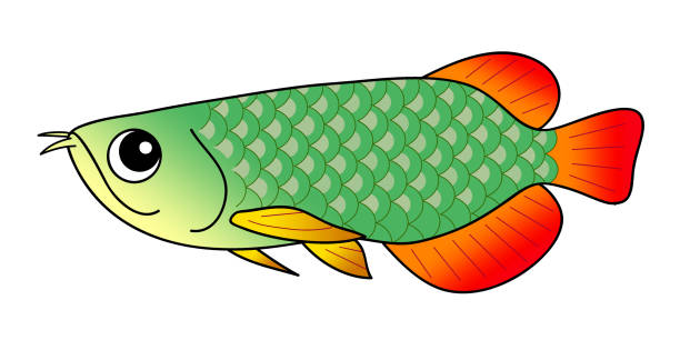 ilustrações de stock, clip art, desenhos animados e ícones de arowana arowana - huanglong