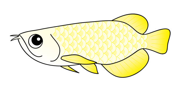 ilustrações de stock, clip art, desenhos animados e ícones de arowana arowana - huanglong