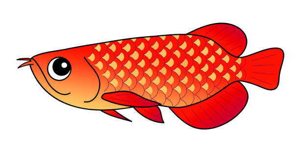 arowana arowana - huanglong stock-grafiken, -clipart, -cartoons und -symbole