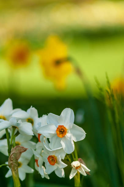 istock White narcissus daffodil flower on sunshine and blur background 1147478289