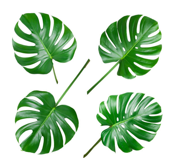 istock Four various monstera leaves isolated on white background 1147479634