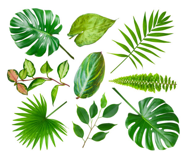 istock Collage of different exotic plant leaves isolated on white background 1147479989