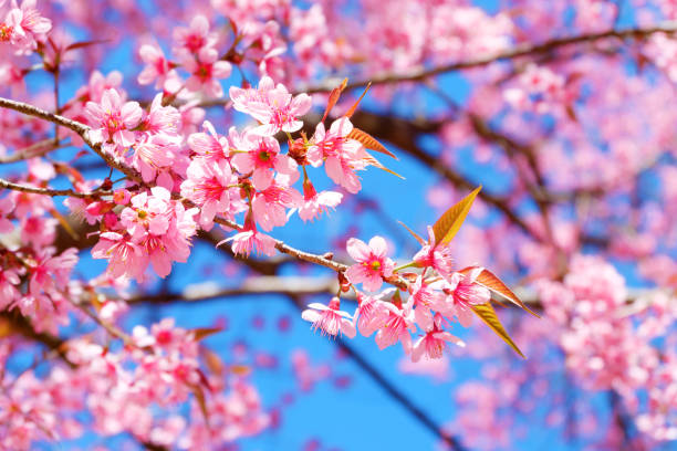Beautiful Cherry Blossom Pink Sakura Flower With Blue Sky In
