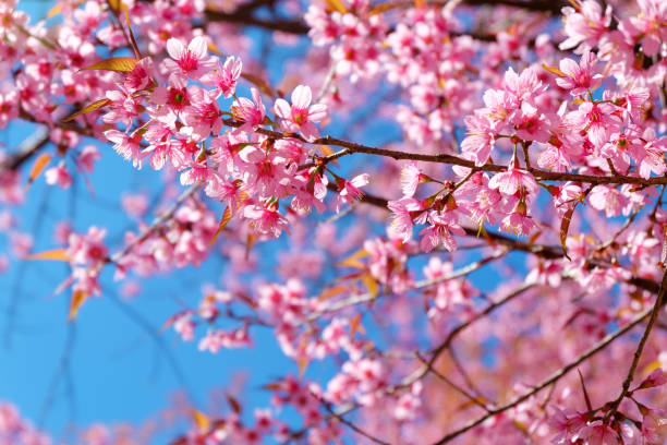 istock Pink sakura flower with blue sky in spring. 1147481359