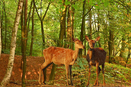 Two female red deer standing side by side in a Forest.