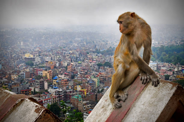 skyline di kathmandu e scimmia sul tetto - swayambhunath foto e immagini stock