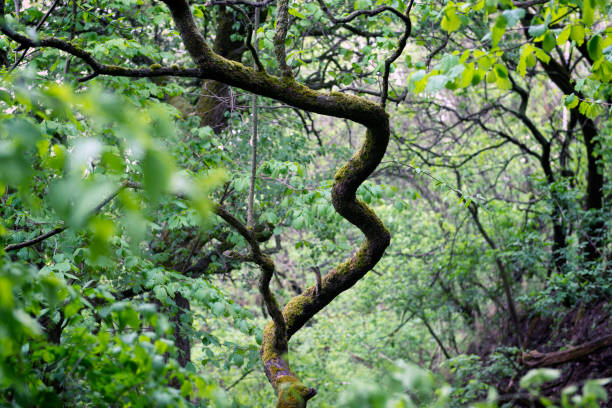 Beautiful curvy tree in a forest after rain