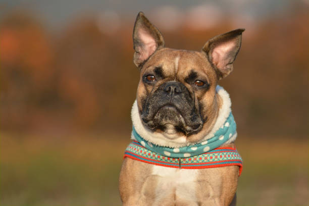 portrait of a brown french bulldog dog with teal dotted neckscarf in front of blurry autumn background - neckscarf imagens e fotografias de stock