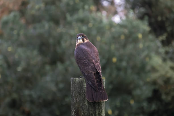 New Zealand falcon (kārearea) stock photo