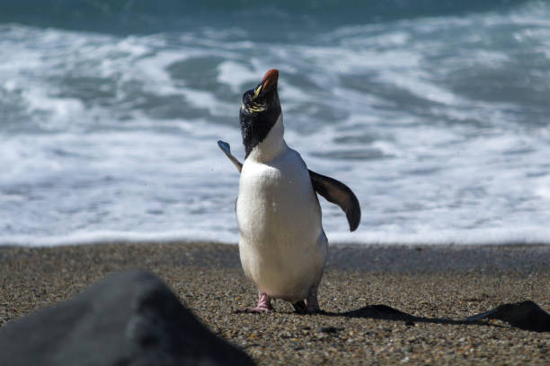 Lone Fiordland Crested Penguin stock photo