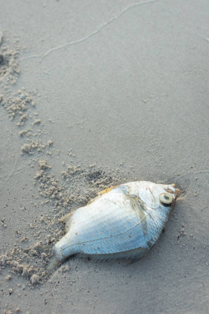 Carrion of fish on the seashore. Carrion of fish on the seashore. fish dead animal dead body death stock pictures, royalty-free photos & images