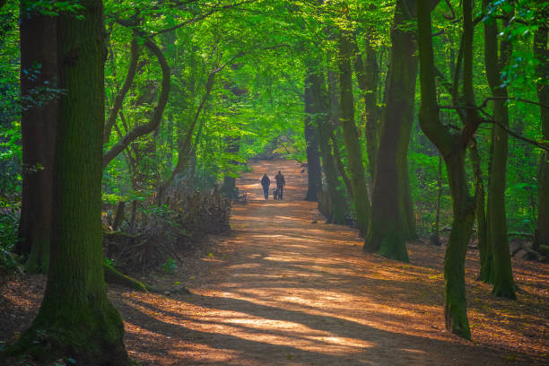 북 런던의 하이 게이트 우드에서 걷기, 잉글랜드 - highgate cemetery 뉴스 사진 이미지