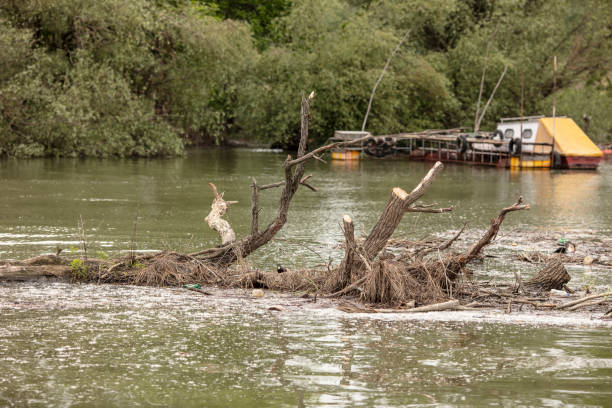 istock Beautiful duck overcomes obstacles in dirty water 1147488847