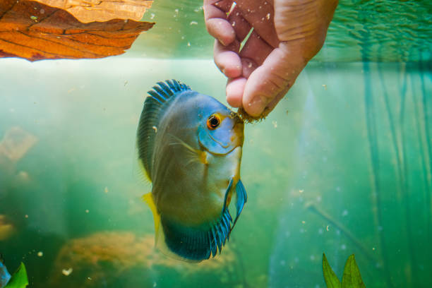Disco fish blue diamond eats Artemisia from the hand of man stock photo