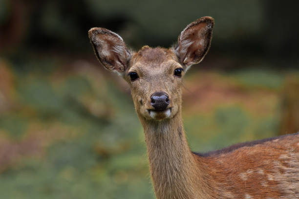 istock Fallow deer attentively looking close up Eye contact Dama Dama 1147489652