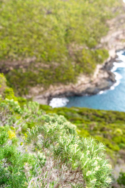 vista ravvicinata della flora protetta dal patrimonio mondiale dell'unesco nella valle di erskine vicino al monte gower sull'isola di lord howe, nuovo galles del sud, australia. costa con oceano sullo sfondo. - lord howe island foto e immagini stock