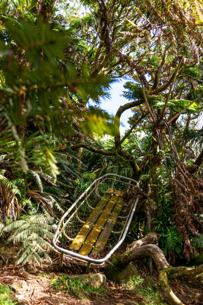 misterioso colpo nella giungla di una vecchia e in decomposizione barella di soccorso alpino vicino alla cima del monte gower, sull'isola lord howe, nel nuovo galles del sud, in australia, patrimonio mondiale dell'unesco. - lord howe island foto e immagini stock