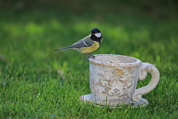 istock Great tit sitting on a vintage cup fedding Parus major 1147491373